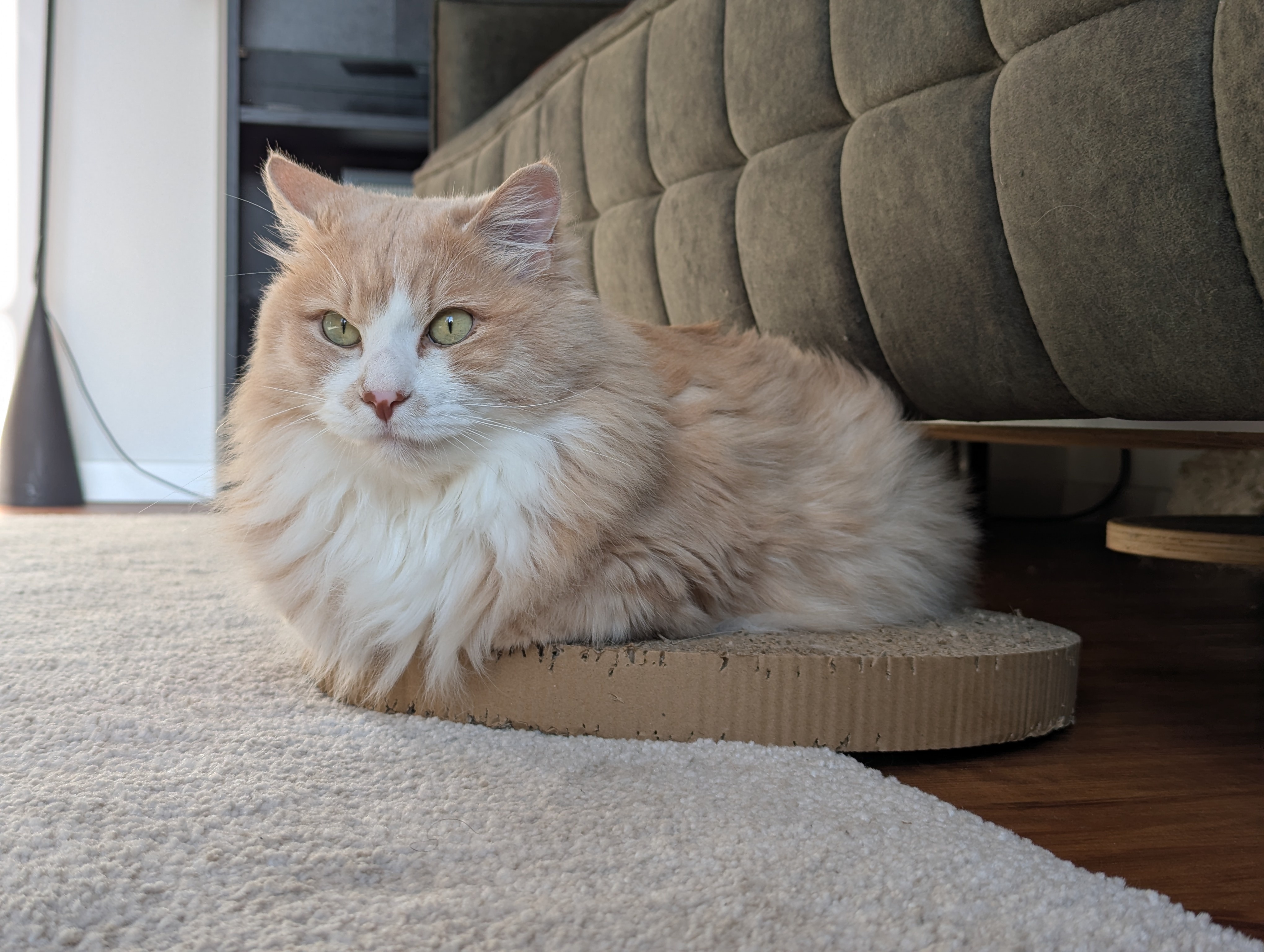 Flauschus